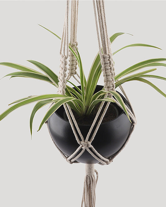 Macreme Hanging Planter Large Macrame with Pot Pack of 2