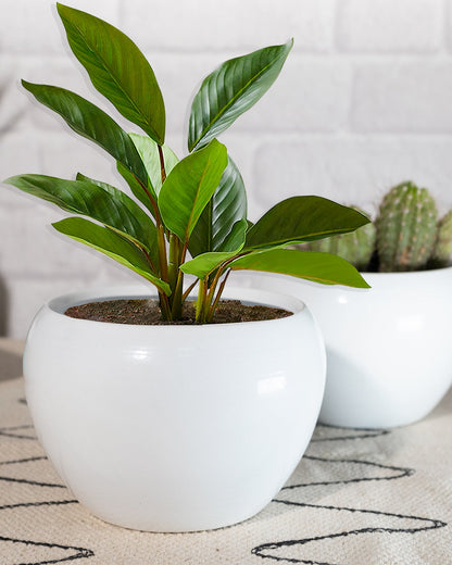 White Metal Flower Pot Succulent Plant Pot Indoor and Outdoor Set of 2