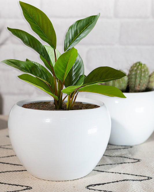 White Metal Flower Pot Succulent Plant Pot Indoor and Outdoor Set of 2