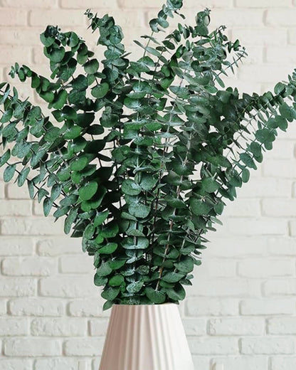 6 Pcs Preserved Dried Eucalyptus Stems, 17" Natural Branches for Shower Hanging, Real Dried Flowers for Vase Filler, Made from Fresh Eucalyptus Leaves, Garland, Wedding, DIY