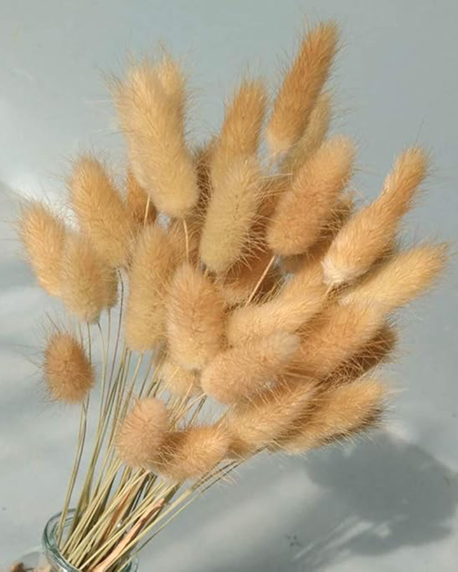Bunny Tails Dried Flowers, Dried Pampas Grass Bouquet, Boho Table Decor, White Pampas Grass Small, Dried Bunny Tails, Pampas Grass for Wedding, Home, Rustic Party, Baby Shower Decorations, Burnt Coffee 30 pcs and 60 Pcs