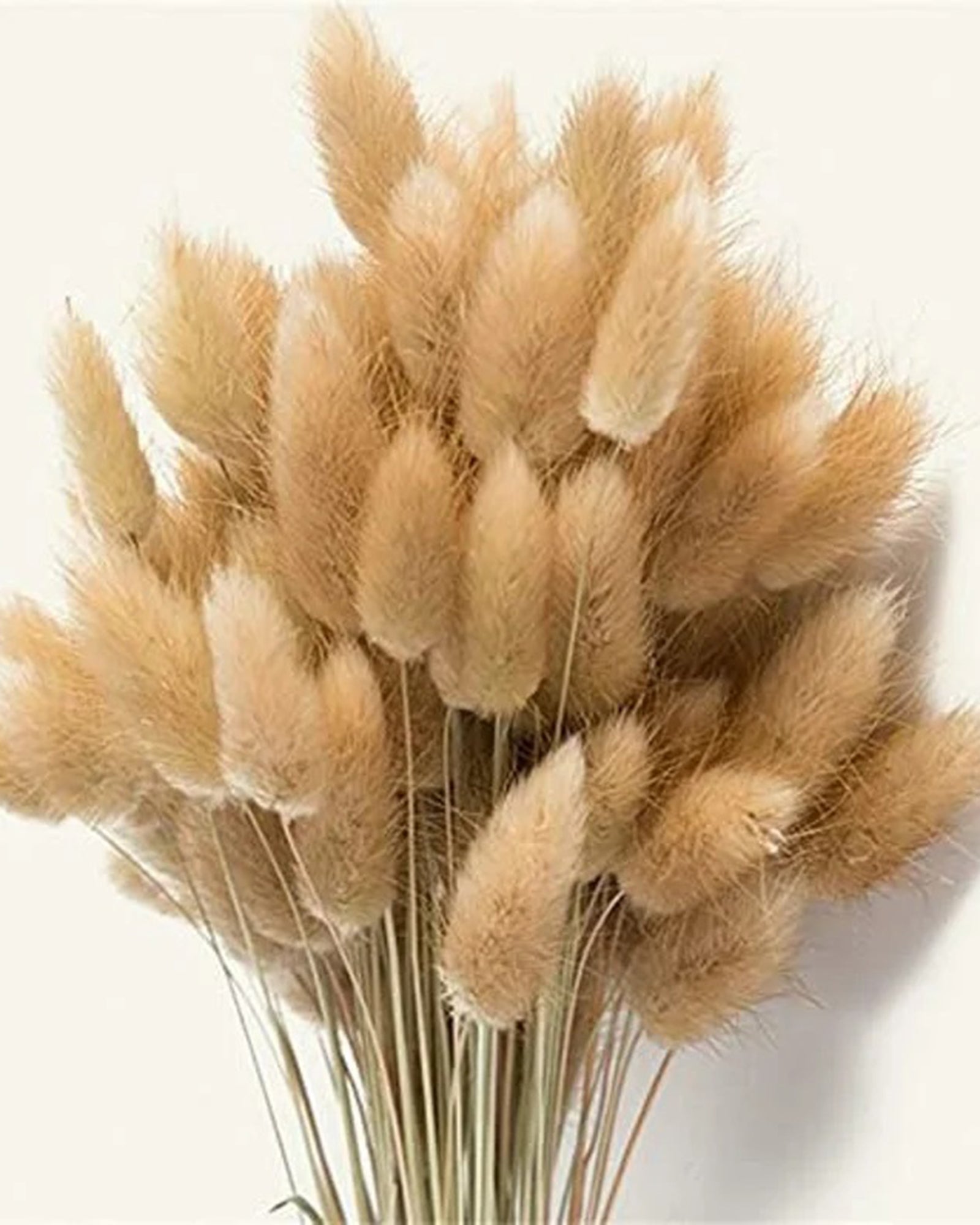 Bunny Tails Dried Flowers, Dried Pampas Grass Bouquet, Boho Table Decor, White Pampas Grass Small, Dried Bunny Tails, Pampas Grass for Wedding, Home, Rustic Party, Baby Shower Decorations, Burnt Coffee 30 pcs and 60 Pcs