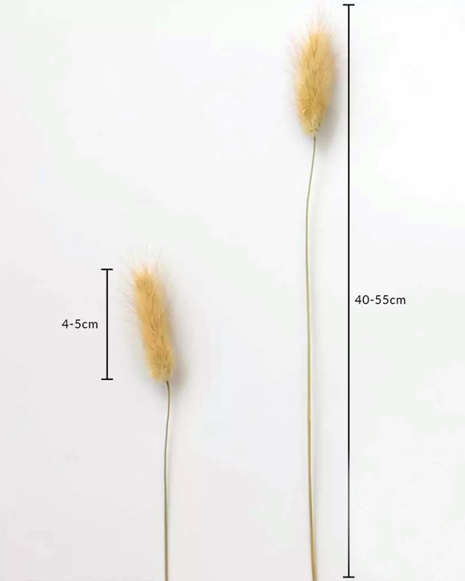Bunny Tails Dried Flowers, Dried Pampas Grass Bouquet, Boho Table Decor, White Pampas Grass Small, Dried Bunny Tails, Pampas Grass for Wedding, Home, Rustic Party, Baby Shower Decorations, Burnt Coffee 30 pcs and 60 Pcs
