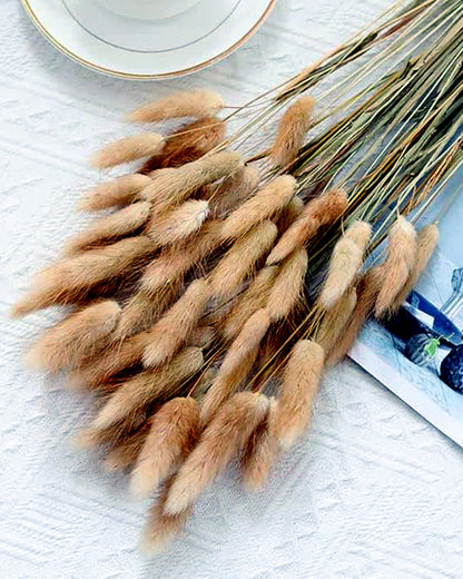 Bunny Tails Dried Flowers, Dried Pampas Grass Bouquet, Boho Table Decor, White Pampas Grass Small, Dried Bunny Tails, Pampas Grass for Wedding, Home, Rustic Party, Baby Shower Decorations, Burnt Coffee 30 pcs and 60 Pcs