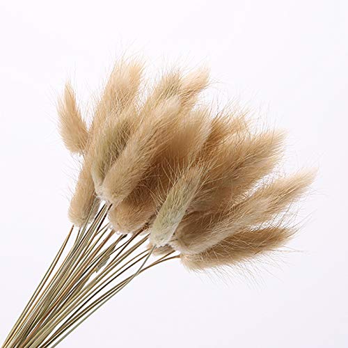 Bunny Tails Dried Flowers, Dried Pampas Grass Bouquet, Boho Table Decor, White Pampas Grass Small, Dried Bunny Tails, Pampas Grass for Wedding, Home, Rustic Party, Baby Shower Decorations, Burnt Coffee 30 pcs and 60 Pcs