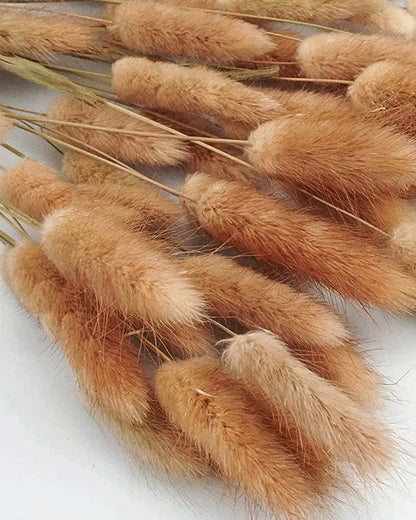 Bunny Tails Dried Flowers, Dried Pampas Grass Bouquet, Boho Table Decor, White Pampas Grass Small, Dried Bunny Tails, Pampas Grass for Wedding, Home, Rustic Party, Baby Shower Decorations, Burnt Coffee 30 pcs and 60 Pcs