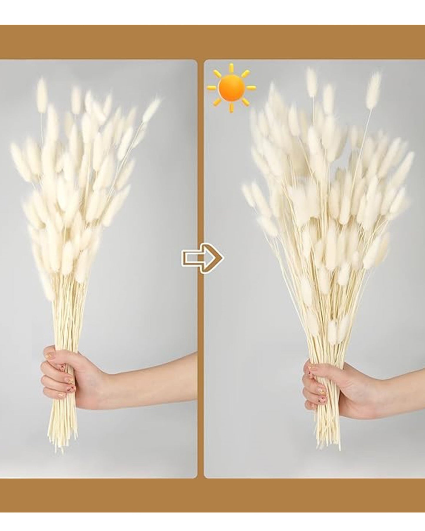 Bunny Tails Dried Flowers, Dried Pampas Grass Bouquet, Boho Table Decor, White Pampas Grass Small, Dried Bunny Tails, Pampas Grass for Wedding, Home, Rustic Party, Baby Shower Decorations, Burnt Coffee 30 pcs and 60 Pcs