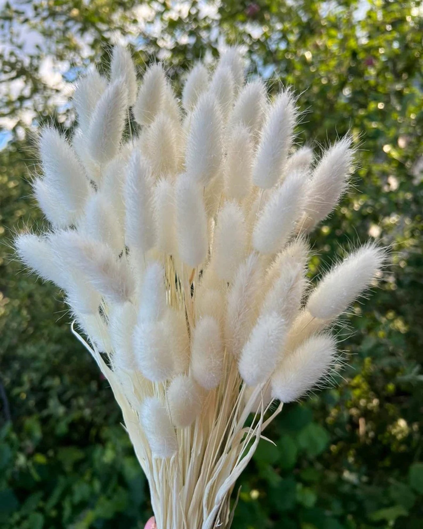 Bunny Tails Dried Flowers, Dried Pampas Grass Bouquet, Boho Table Decor, White Pampas Grass Small, Dried Bunny Tails, Pampas Grass for Wedding, Home, Rustic Party, Baby Shower Decorations, Burnt Coffee 30 pcs and 60 Pcs